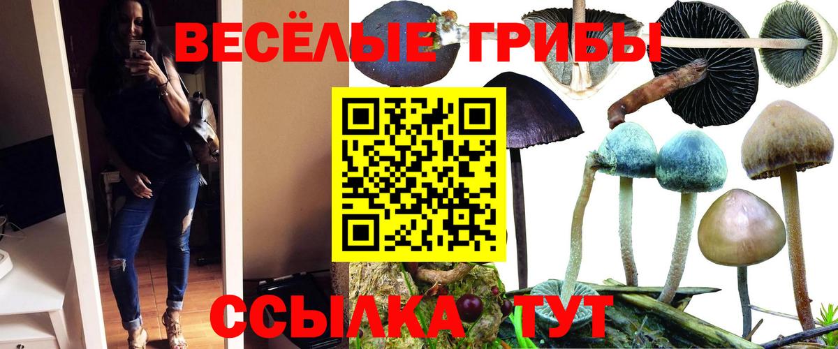 Галлюциногенные грибы Psilocybe Чита